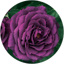 Leonor Delgado-Matsuda profile picture